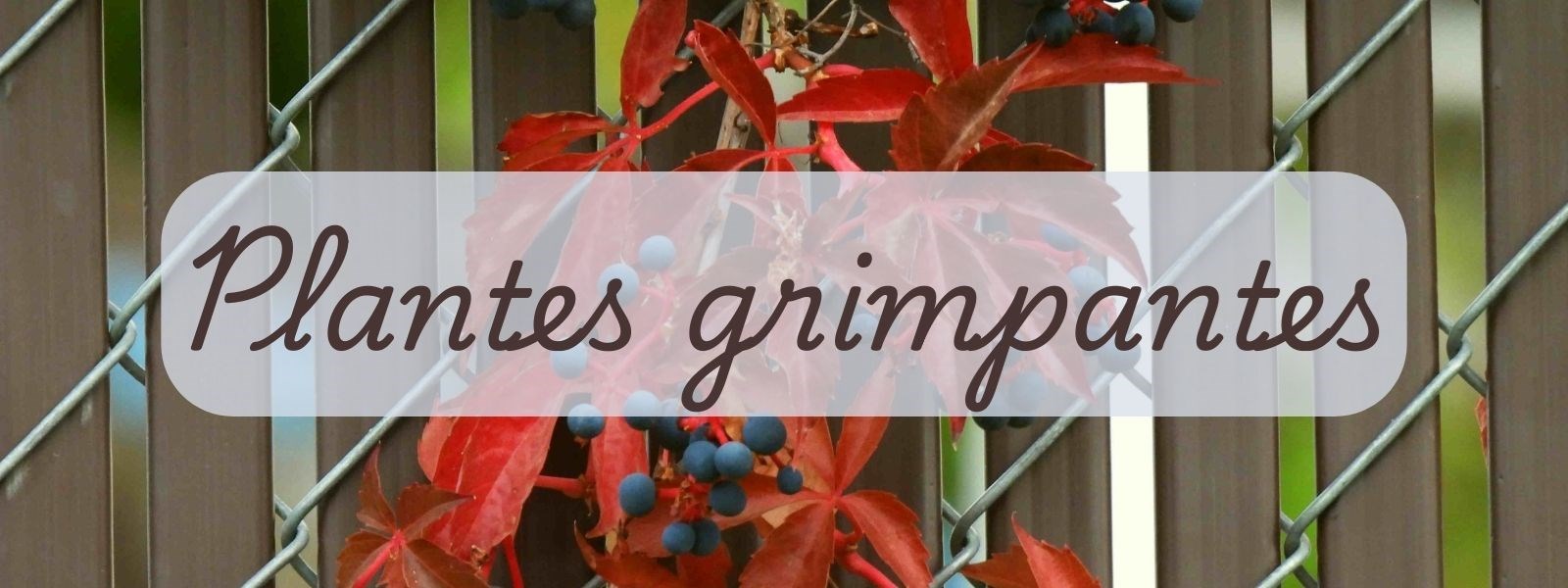 Les plantes grimpantes
